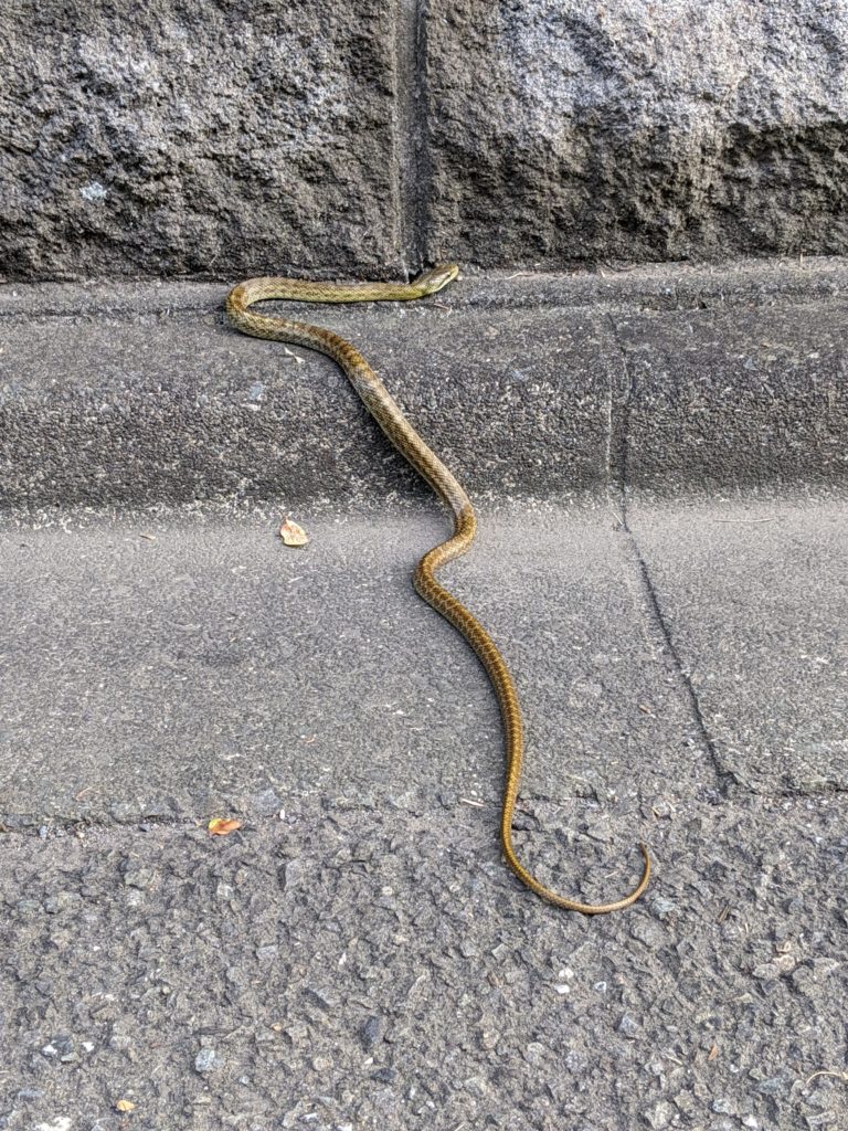 住宅街のヘビ