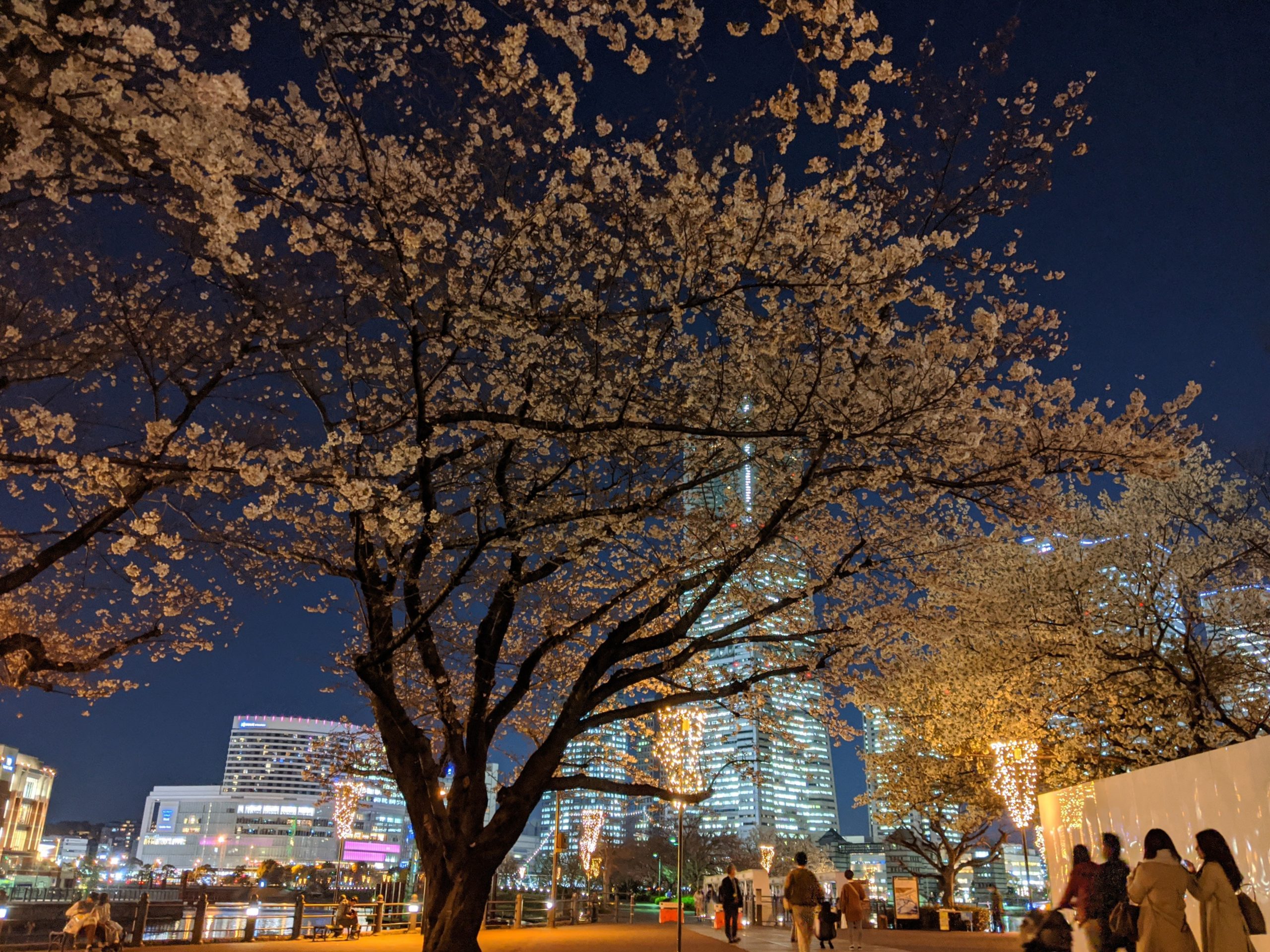 夜桜とランドマークタワー