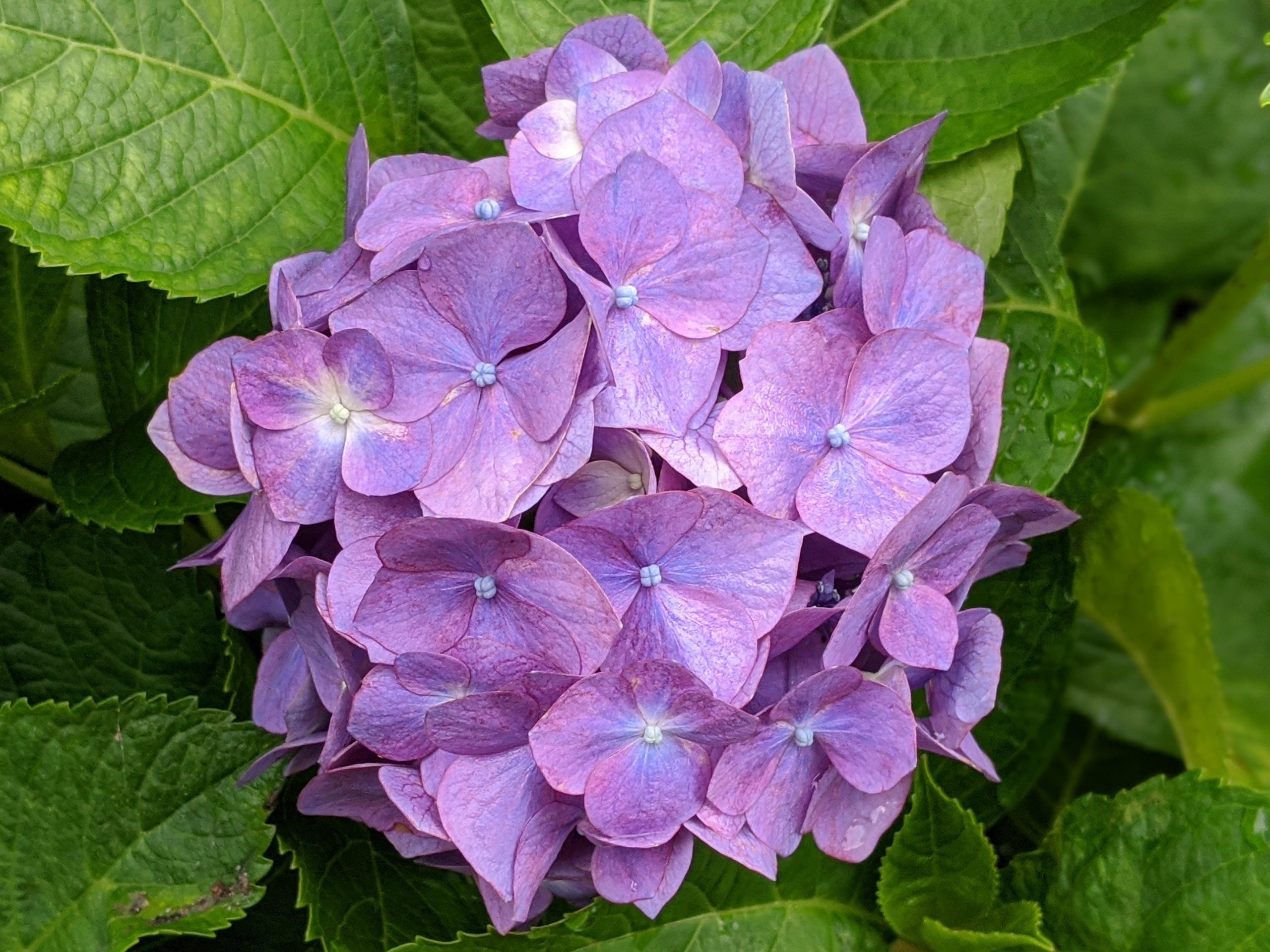 近所の私有地に植えられている小ぶりな紫陽花