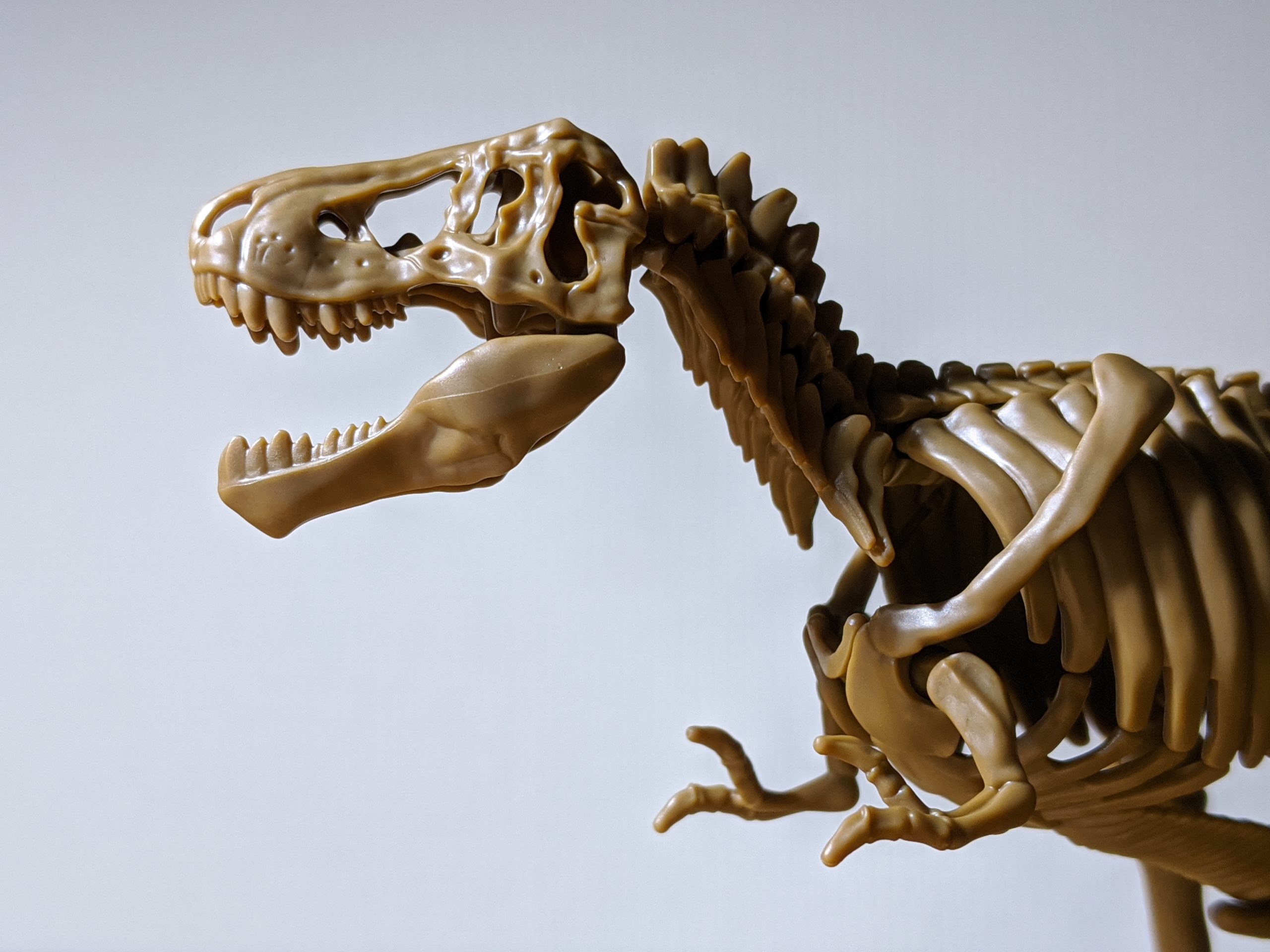 小学8年生 付録 ティラノサウルス全身骨格 頭部