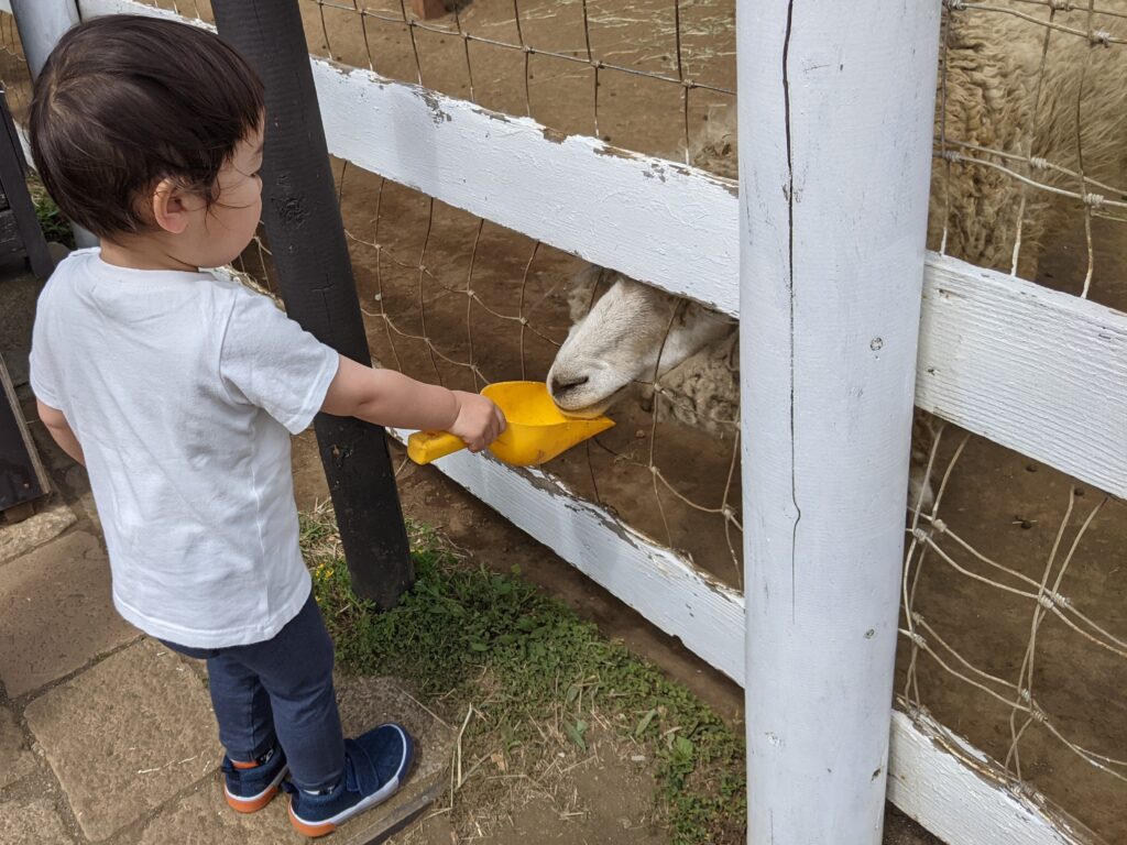 羊に飼料を与える幼児