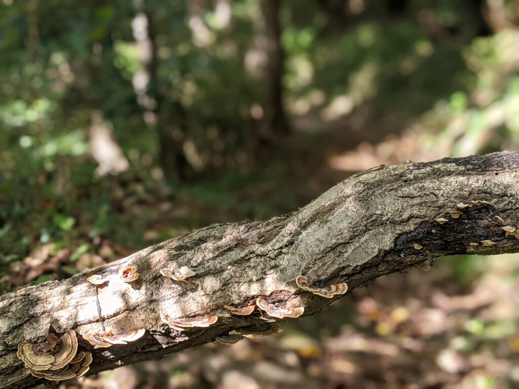 山道を塞ぐ倒木に寄生した菌類