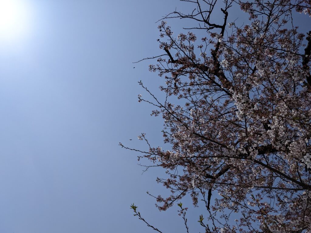 入学式当日の小学校の校庭の桜の木