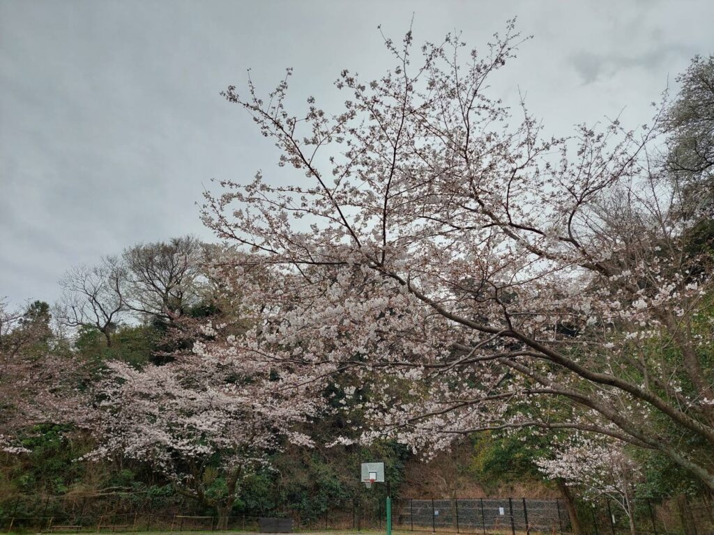 3月21日の桜の木