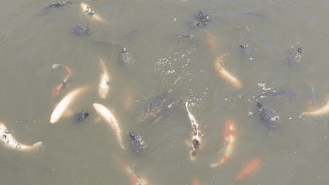 称名寺の池にて餌に群がる鯉と亀