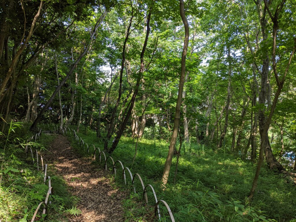 関ヶ谷市民の森のこもれびの道