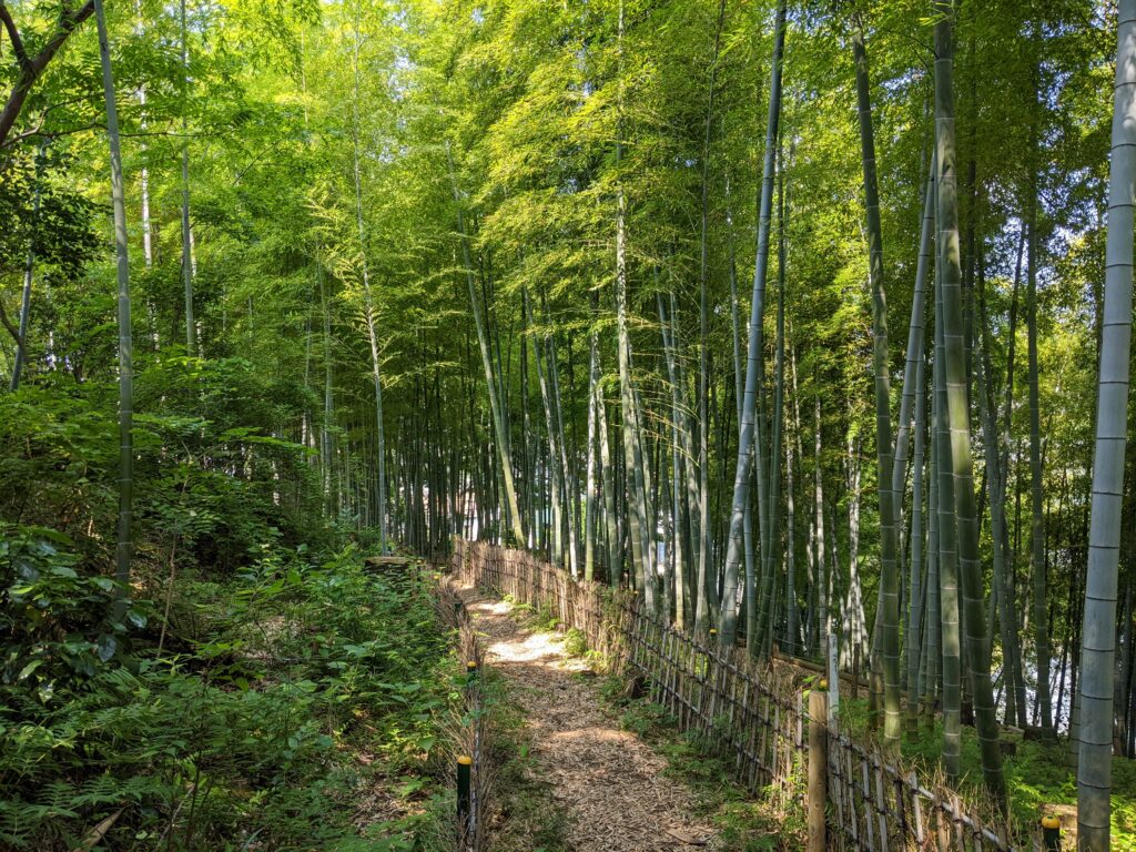 関ヶ谷市民の森の竹林