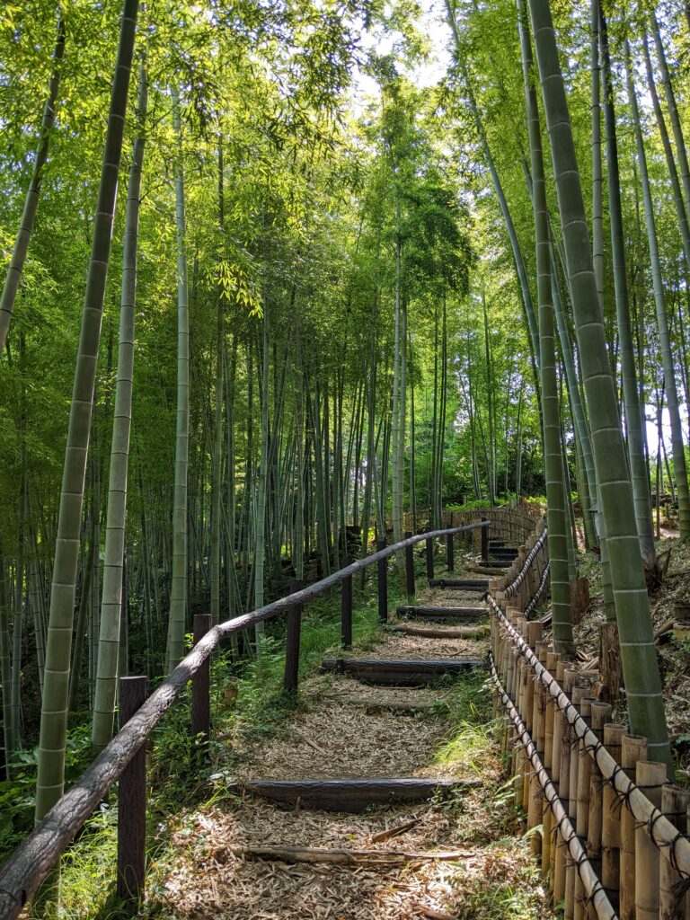 関ヶ谷市民の森の竹林2