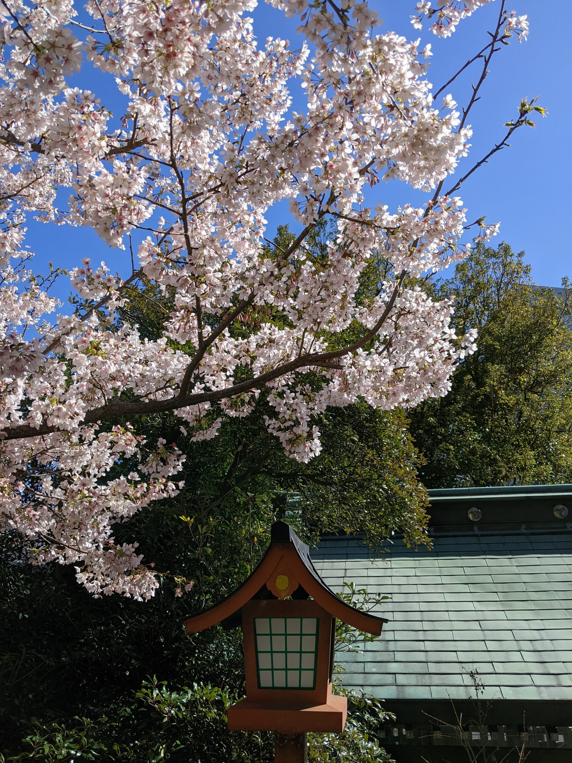 神社の境内の桜
