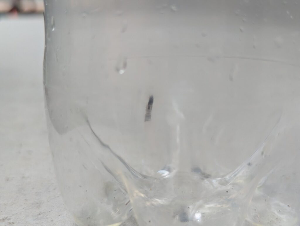 ペットボトルに入れたアリグモ