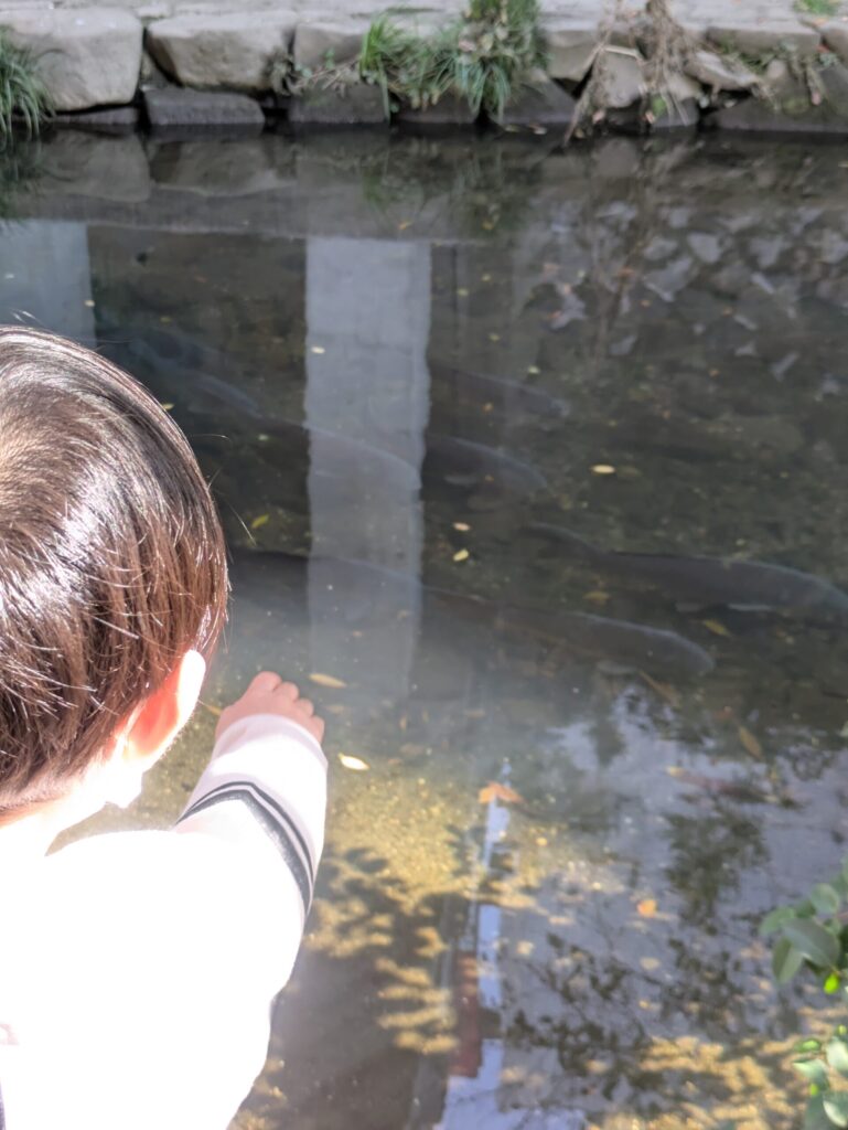 6歳児と鯉