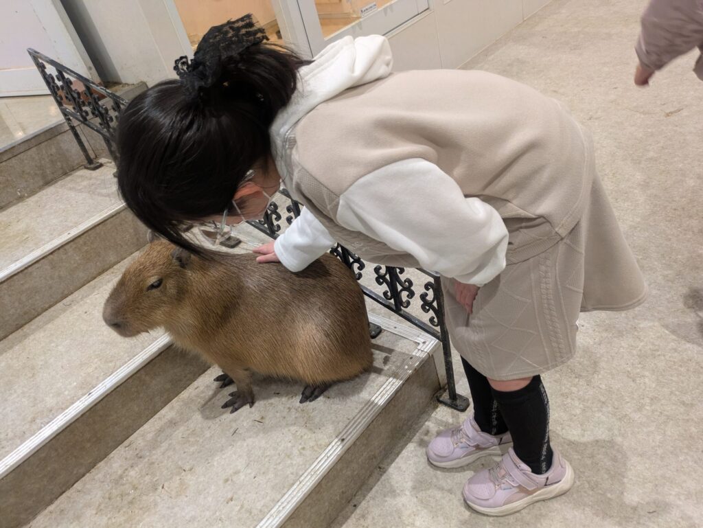 カピバラに触れる女の子