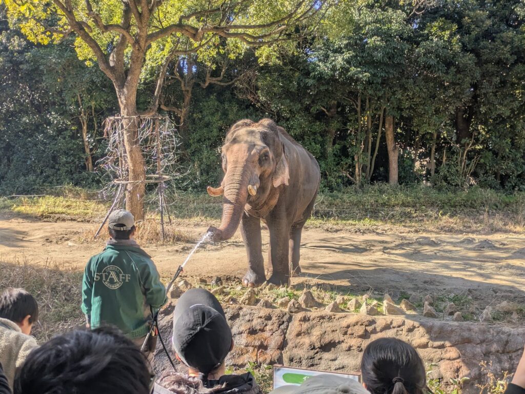 ズーラシアのインド象