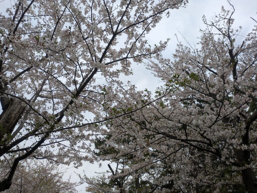 曇天と桜の木