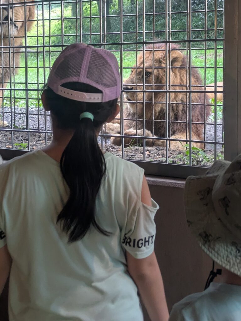 ウォーキングサファリでのライオンへの餌やり