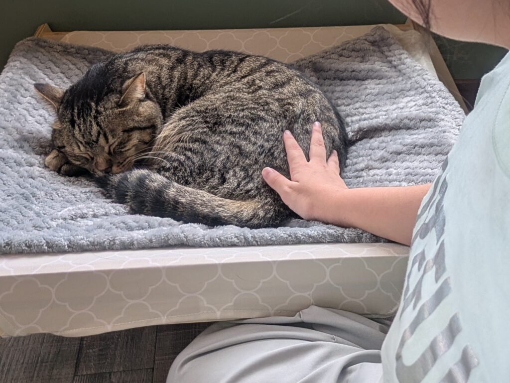 猫を撫でる小学生